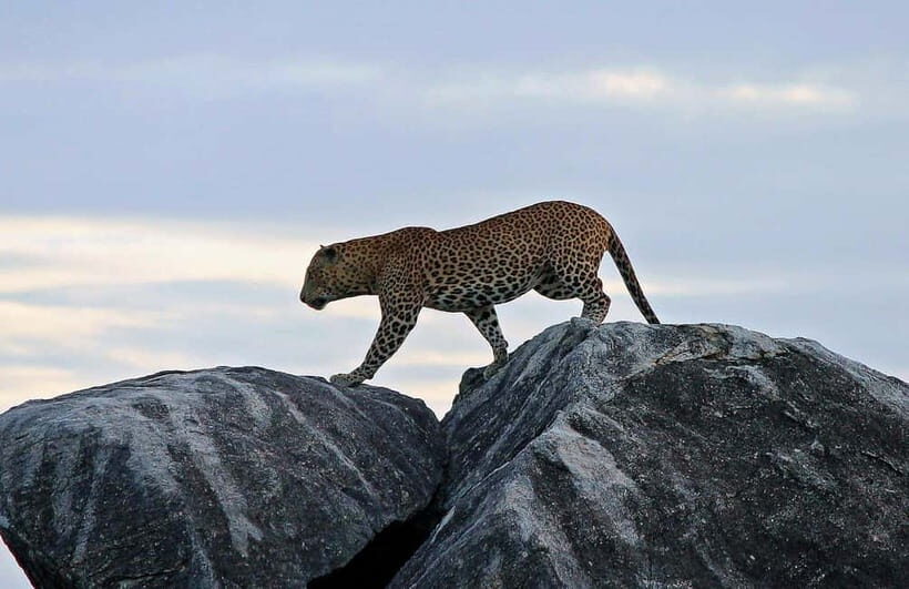Tangalle/Hiriketiya/Mirissa: Shuttle to Ella and Yala Safari - Should you book this shuttle to Ella with the Yala safari?
