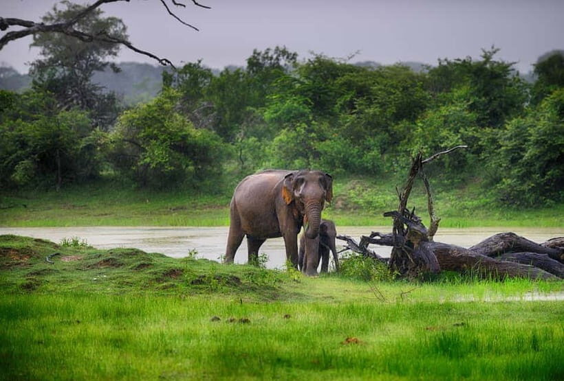 Tangalle/Hiriketiya/Mirissa: Shuttle to Ella and Yala Safari - How the coast-to-Ella shuttle + Yala safari combo plays out