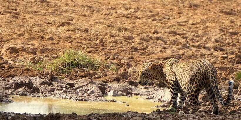 Tangalle/Hiriketiya: Udawalawa Safari & Elephant Transit Hom - Timing tips: How to get better sightings on a short day