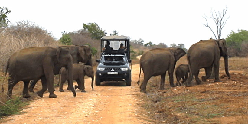 Tangalle/Hiriketiya: Udawalawa Safari & Elephant Transit Hom - Should you book? My honest take