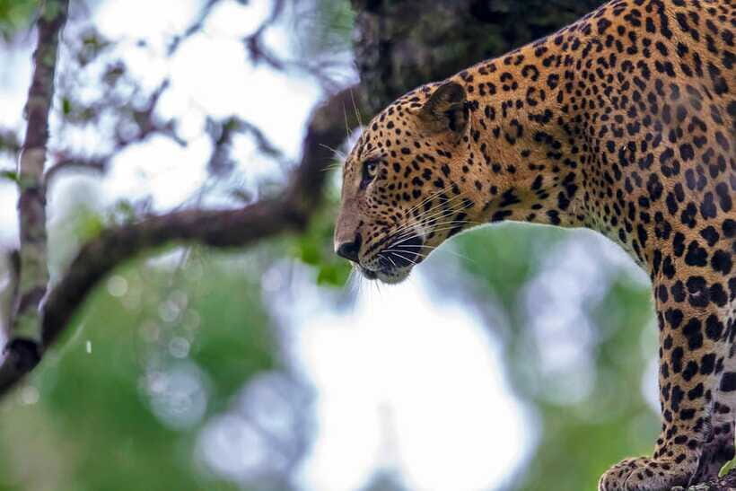 Tangalle/Hiriketiya: Yala National Park Safari in a 4x4 - Wildlife Targets: What You Can Hope to See in Yala