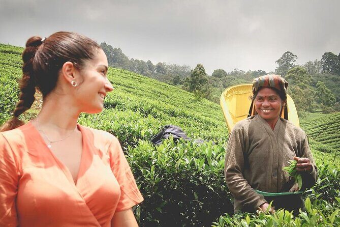 Tea Fields & Factory Tour - Hatton’s Tea Country: a simple 3-hour lesson in real Ceylon tea