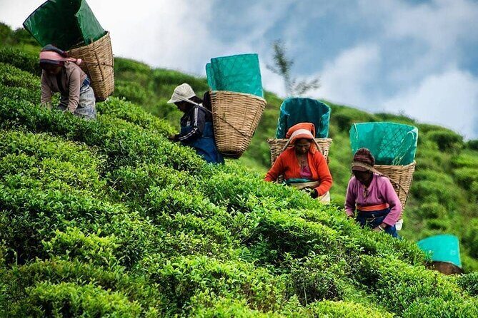 Tea Fields & Factory Tour - Walking the tea fields: where the story begins
