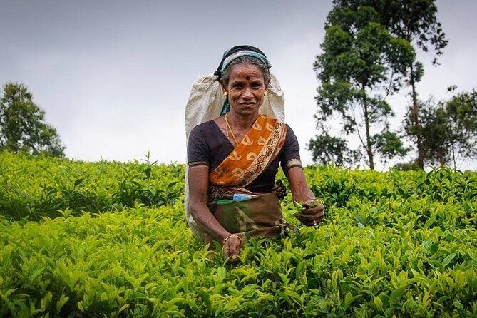 Tea Fields & Factory Tour - Meeting the pluckers and learning the picking technique