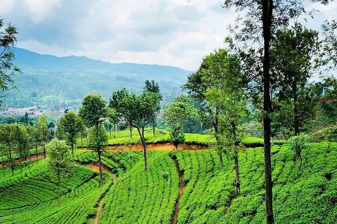 Tea Fields & Factory Tour - The pluckers’ village and temple stop: a human side of tea work