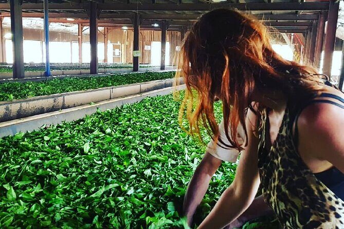 Tea Fields & Factory Tour - Inside the factory: withering to packing, in plain language