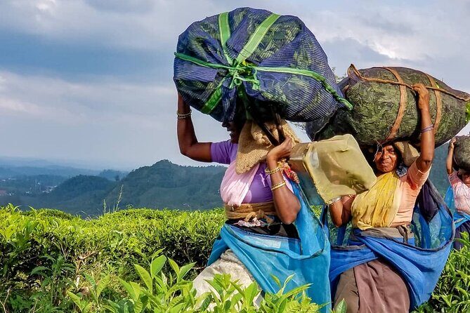Tea Fields & Factory Tour - The fresh tea break: tasting with context