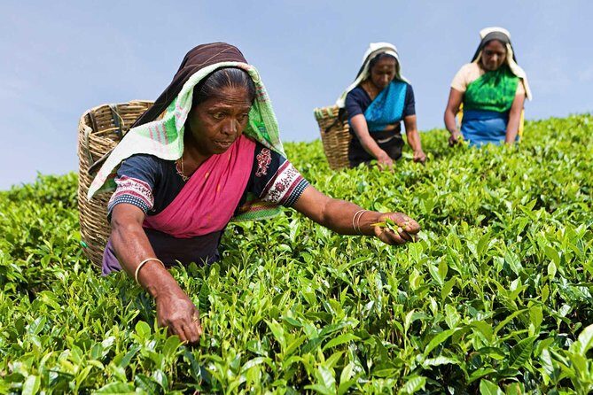 Tea Plucking and Tea Factory Visit from Nuwara Eliya. - Key things to know before you go
