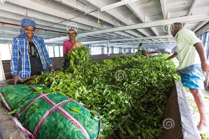 Tea Plucking and Tea Factory Visit from Nuwara Eliya. - Why this Nuwara Eliya tea factory experience makes sense