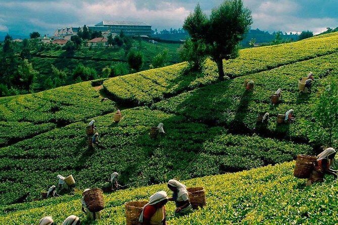 Tea Plucking and Tea Factory Visit from Nuwara Eliya. - Inside Pedro Tea Factory: from leaves to export