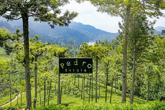 Tea Plucking and Tea Factory Visit from Nuwara Eliya. - Price and value: is $35 a fair deal in Nuwara Eliya?