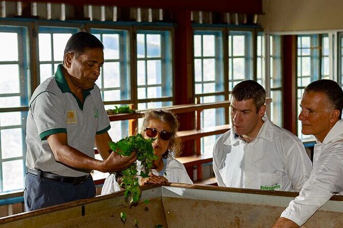 Tea Plucking and Tea Factory Visit from Nuwara Eliya. - Who this tea tour is best for (and who should think twice)