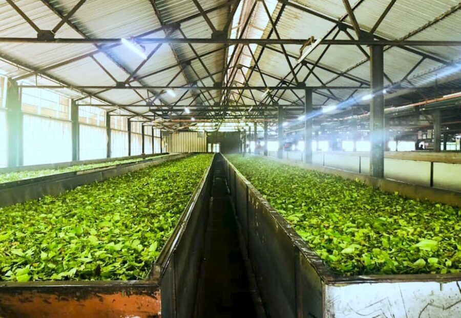 Tea Plucking and Tea Factory: Visit from Nuwara Eliya - Who This Tour Fits Best in the Real World
