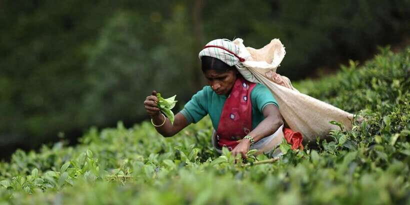 Tea Plucking & Tea Factory: Tour From Nuwara Eliya - Key points to know before you go