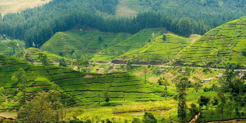 Tea Plucking & Tea Factory: Tour From Nuwara Eliya - Tea plucking: how to make it more than a souvenir photo