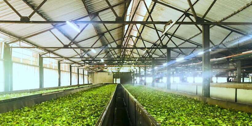 Tea Plucking & Tea Factory: Tour From Nuwara Eliya - Tea tasting in the hills: what to look for in the cup