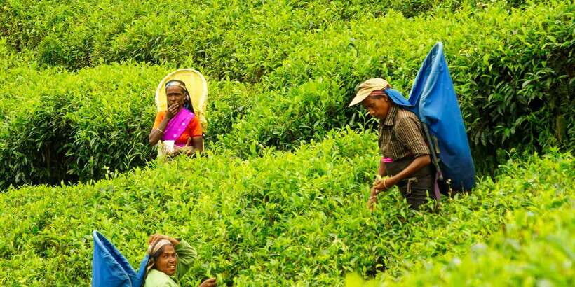 Tea Plucking & Tea Factory: Tour From Nuwara Eliya - Price and value: is $53 per person a fair deal?
