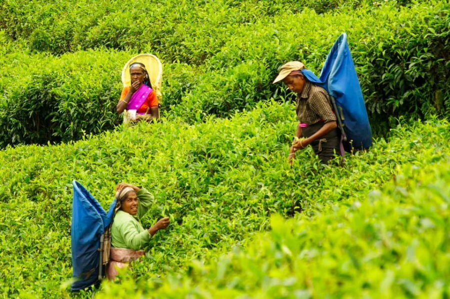Tea Plucking & Tea Factory: Tour From Nuwara Eliya - Who this tour suits best (and who should consider alternatives)