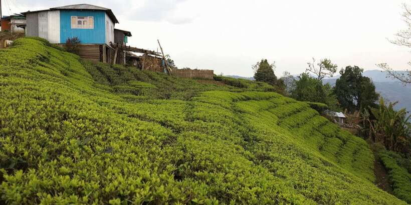 Tea Plucking & Tea Factory: Tour From Nuwara Eliya - Should you book this tour or skip it?