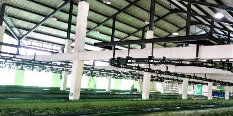 Tea Plucking & Tea Factory: Tour From Nuwara Eliya - Getting there smoothly from Nuwara Eliya