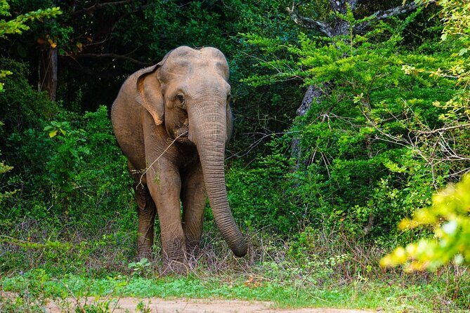 The Best Safari tour from Hambantota Port (Janaka safari) - Wildlife you can expect: the day’s “menu” beyond leopard