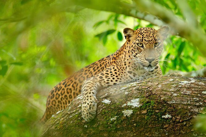 The Most popular Personalized round Tour In Sri Lanka-Day Charged - Day 1: Sigiriya, Dambulla’s cave paintings, and a Kaudulla elephant safari