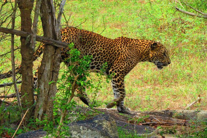 The Most Recommended Round Tour in Sri Lanka - Who This Tour Fits Best