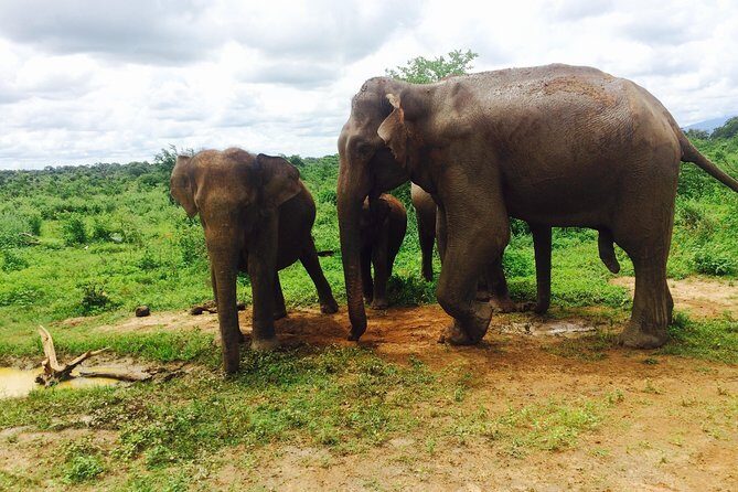 The Most Recommended Round Tour in Sri Lanka - Should You Book This Round-Island Tour From Hikkaduwa?