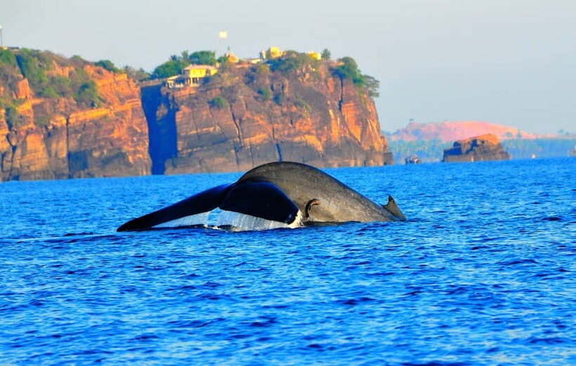 Trincomalee: Dolphin & Whale Watching Boat Tour - Key things to know before you go
