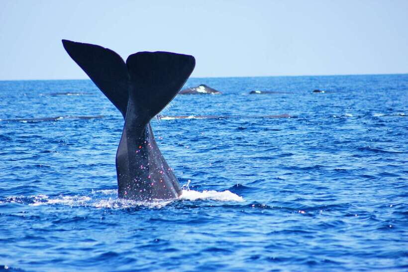 Trincomalee: Whale & Dolphin Safari Tour with Expert Guides - Key highlights before you go