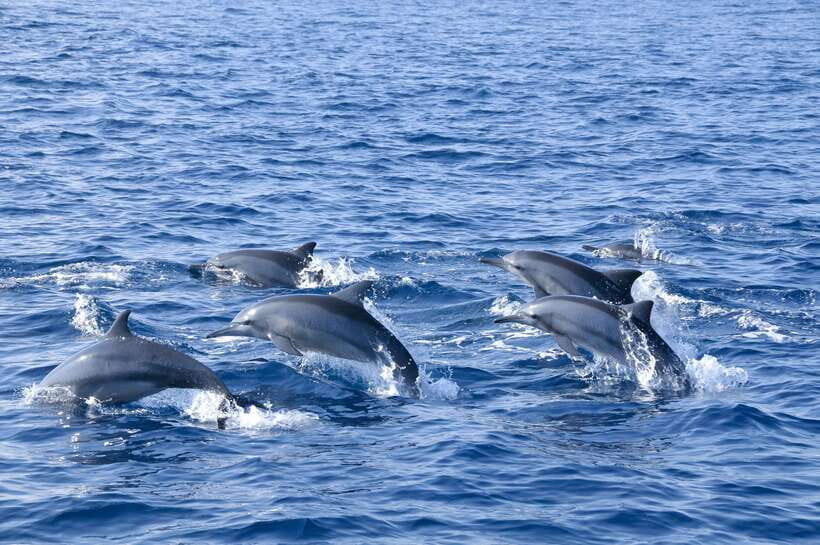 Trincomalee: Whale & Dolphin Safari Tour with Expert Guides - Why Trincomalee’s morning ocean is prime for blue whales