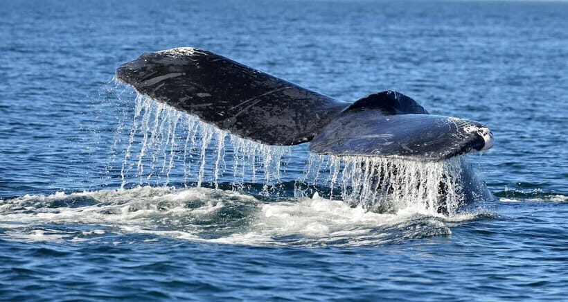 Trincomalee: Whale & Dolphin Safari Tour with Expert Guides - Meeting at Trinco Bay Dive Center and heading out fast