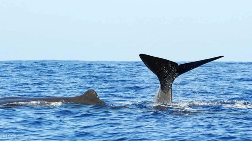 Trincomalee: Whale & Dolphin Safari Tour with Expert Guides - What you might see: whales, spinner dolphins, turtles, and more