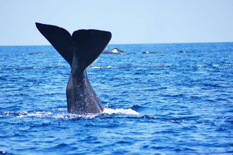 Trincomalee: Whale & Dolphin Safari Tour with Expert Guides - The sea life bonus round you should appreciate