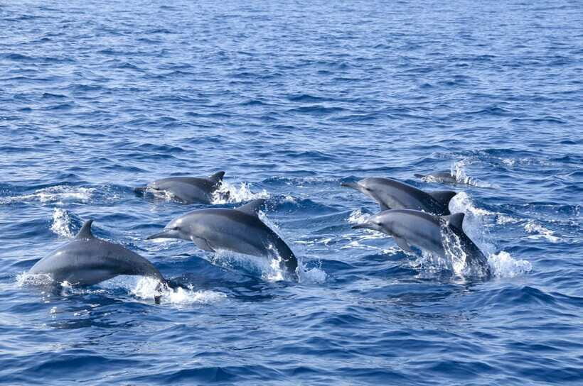 Trincomalee: Whale & Dolphin Safari Tour with Expert Guides - Cruise back with Hindu Temple views