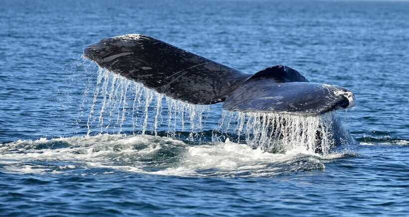 Trincomalee: Whale & Dolphin Safari Tour with Expert Guides - Safety and eco-friendly rules that protect your chances