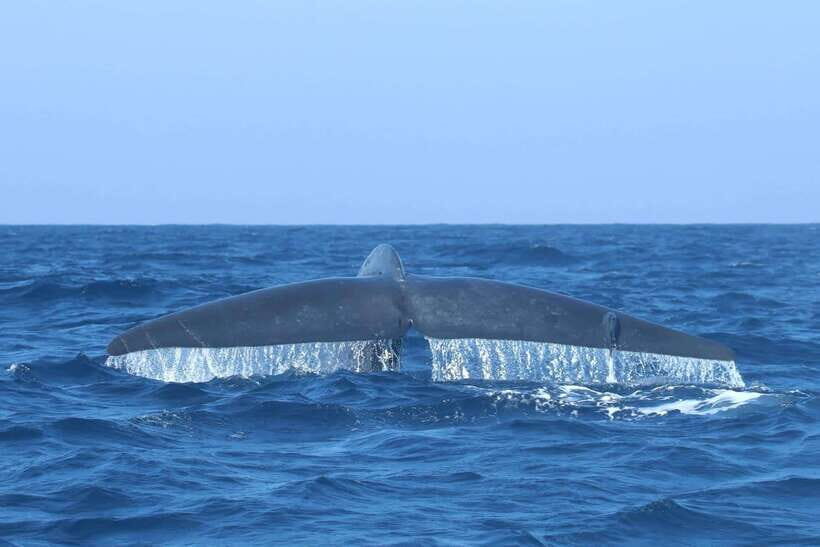Trincomalee: Whale & Dolphin Safari Tour with Expert Guides - Price and value: is $71 worth a 2–3 hour safari?