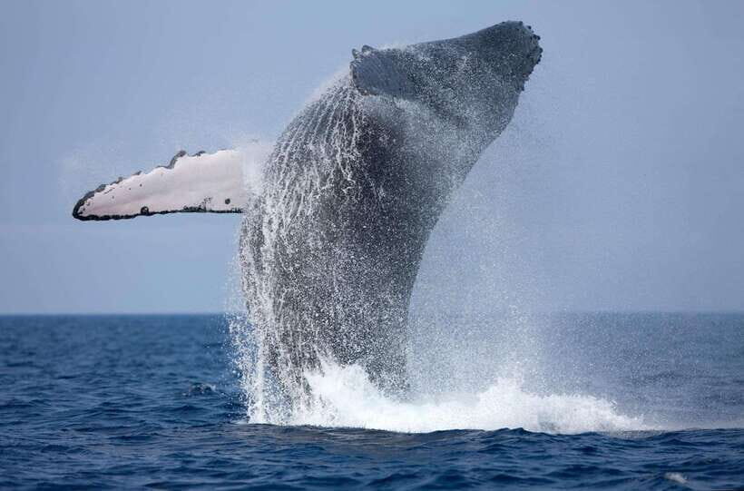 Trincomalee : Whale & dolphin watching +pigeon island tour - Whale-and-dolphin spotting from Trincomalee: what it really feels like