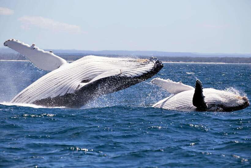 Trincomalee : Whale & dolphin watching +pigeon island tour - Out to deeper water: how the search works on the water