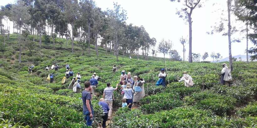 Tuk-Tuk Safari Liptons seat,Tea Fields Hike,TeaFactory Tour - Who This Tour Fits Best
