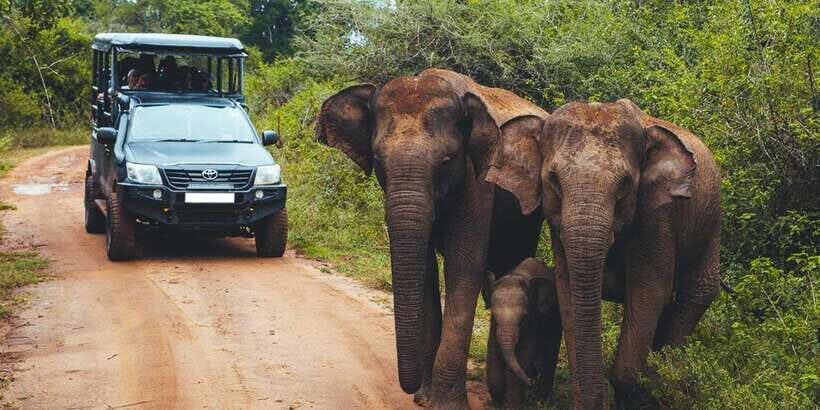 Udawalawa National Park: All-Inclusive Private Day Tour - Private pickup and air-conditioned transfers from Colombo, Ella, Wellawaya