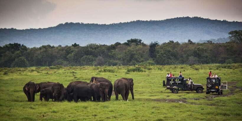 Udawalawa National Park: All-Inclusive Private Day Tour - Elephant timing tip: afternoon around 3 PM has higher odds