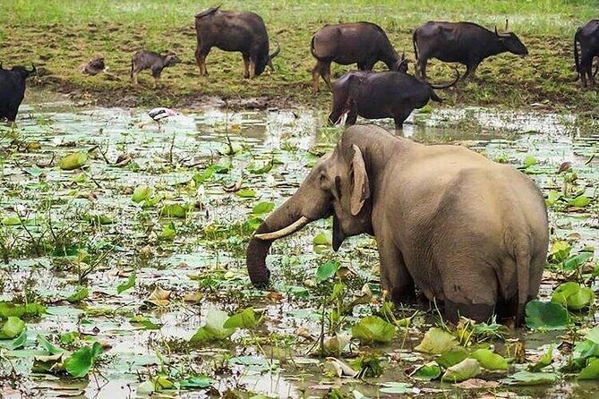 Udawalawa National Park Day Tour - Udawalawe National Park: where elephant sightings drive the day