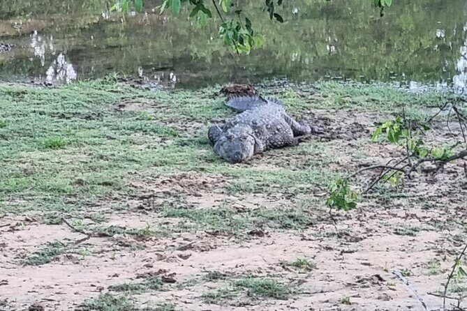 Udawalawa National Park Day Tour - What the $146 price really covers (and what to budget for)