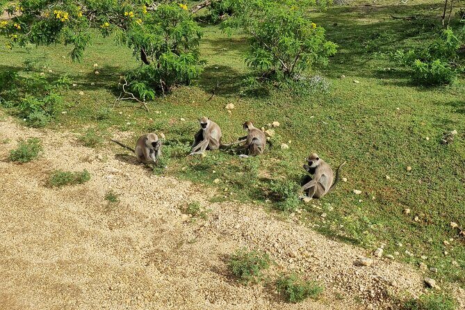 Udawalawa National Park Day Tour - Should you book the Udawalawe National Park day tour from Kalutara?