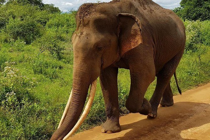 Udawalawa National Park half day Safari - Guide time matters: Shehan C Tours, Kuma, Daru, and feeling taken care of