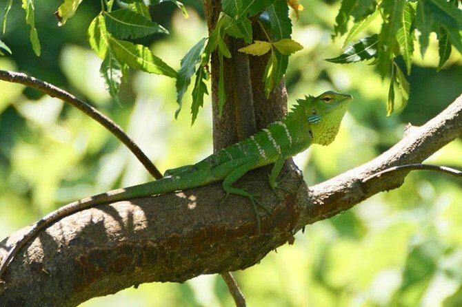 Udawalawa National Park half day Safari - Price and value at $85: what’s included, what costs extra