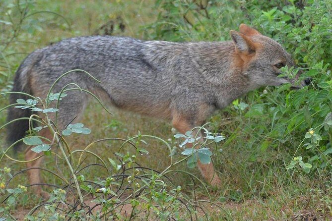 Udawalawa National Park half day Safari - Timing tips: make the morning easy and your spotting time count