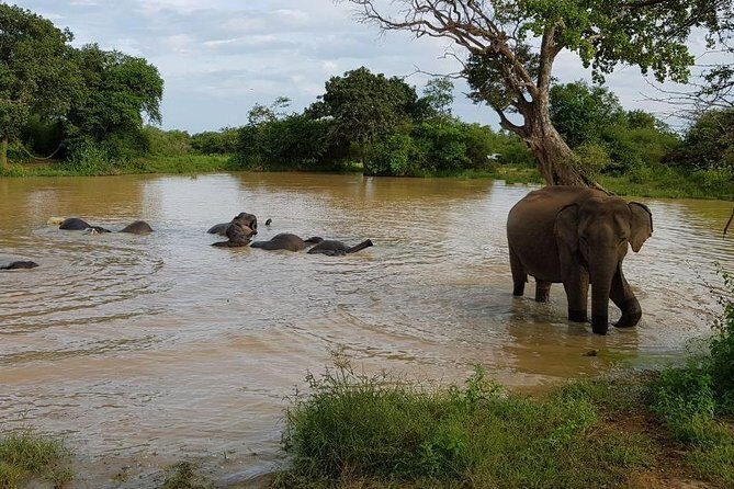 Udawalawa National Park half day Safari - Who should book this safari, and who might want a different plan