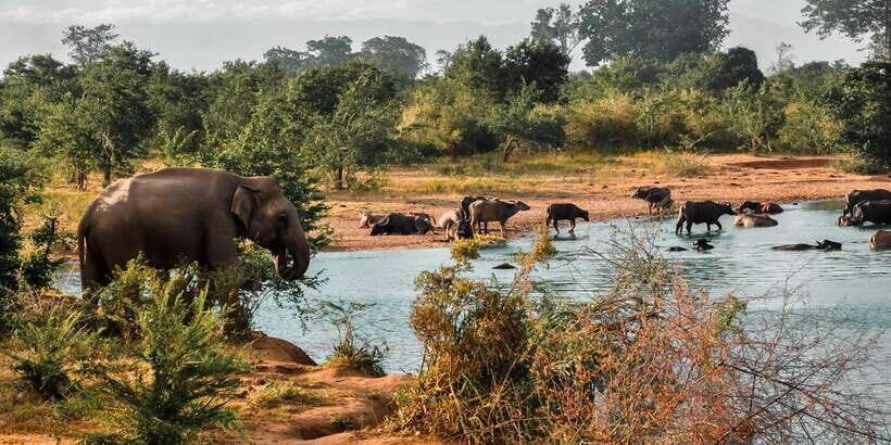 Udawalawa National Park: Private Safari - Key Things To Know Before You Go